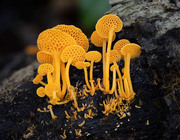 Rare  Mushroom Delivery Hawaii