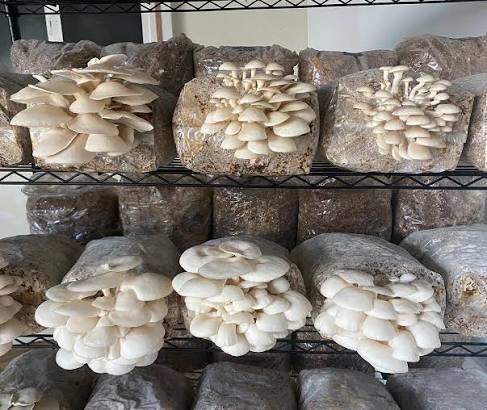 Rare  Mushroom Delivery Honolulu