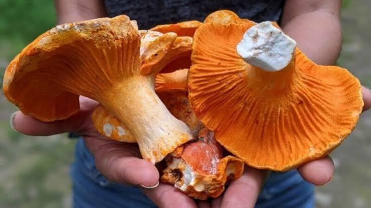 Rare  Mushroom Delivery Idaho
