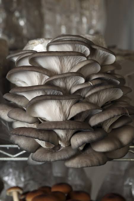 Rare Mushroom Delivery Illinois
