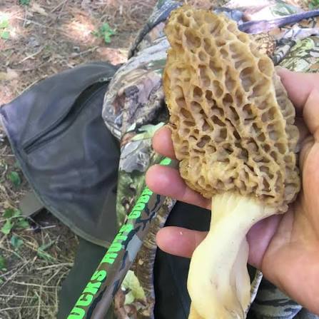 Rare Mushroom Delivery Indiana