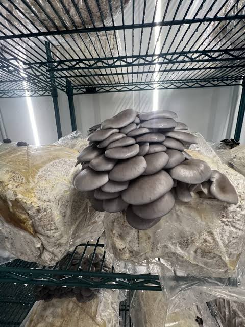 Rare  Mushroom Delivery Indianapolis
