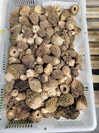 Rare Mushroom Delivery Iowa