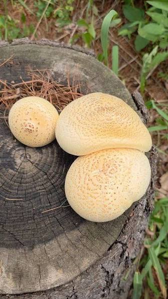 Rare Mushroom Delivery Kentucky