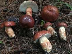 Rare Mushroom Delivery Louisiana: Why CharmzCityLA is the Premier Choice for Gourmet & Functional Fungi