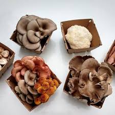 Rare Mushroom Delivery Maine