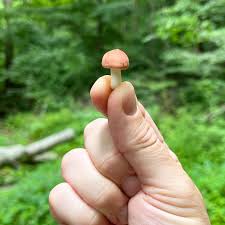 Rare Mushroom Delivery Maryland
