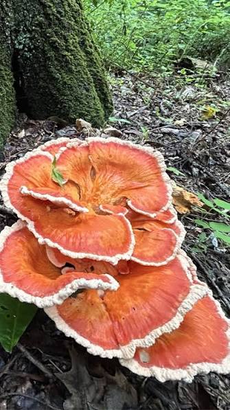 Rare Mushroom Delivery Michigan