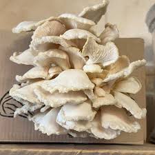 Rare  Mushroom Delivery Phoenix