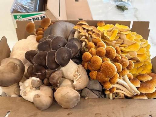 Rare  Mushroom Delivery Sacramento