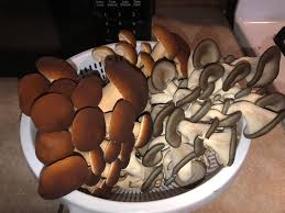 Rare  Mushroom Delivery Tallahassee