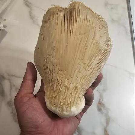 Rare Mushroom Delivery Topeka